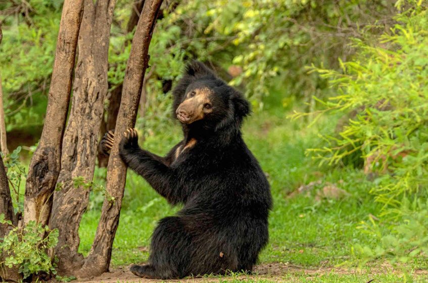 Daroji Sloth Bear Sanctuary